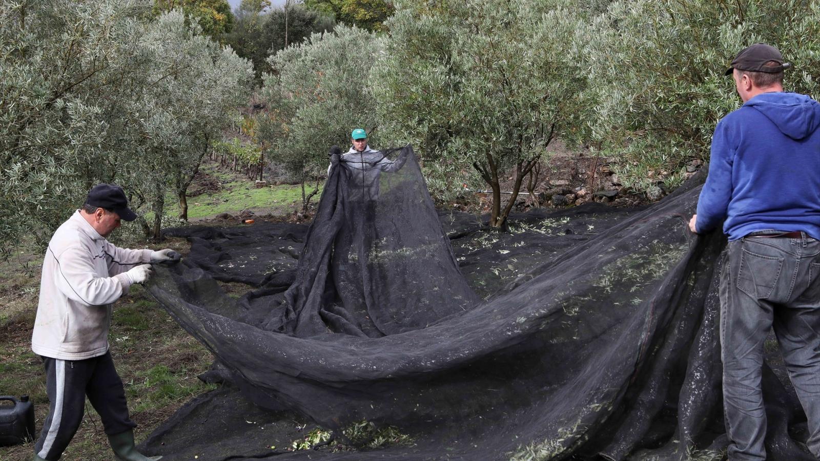 Varias personas recogen aceitunas durante el comienzo de la campaña