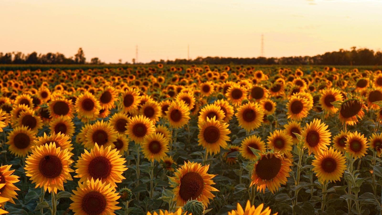 Campo de girasoles