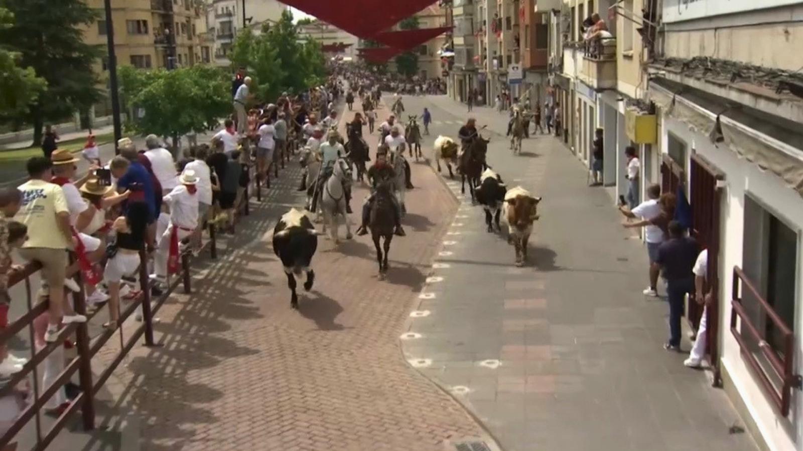 Traslado de bueyes en los Sanjuanes de Coria
