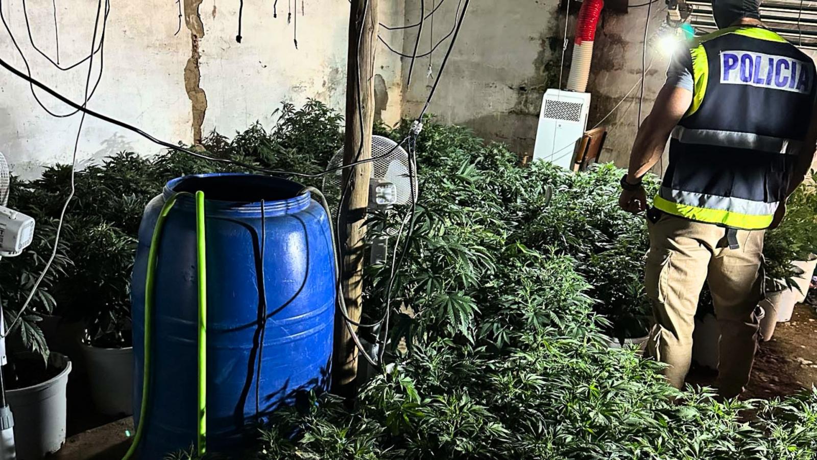 Plantación Marihuana