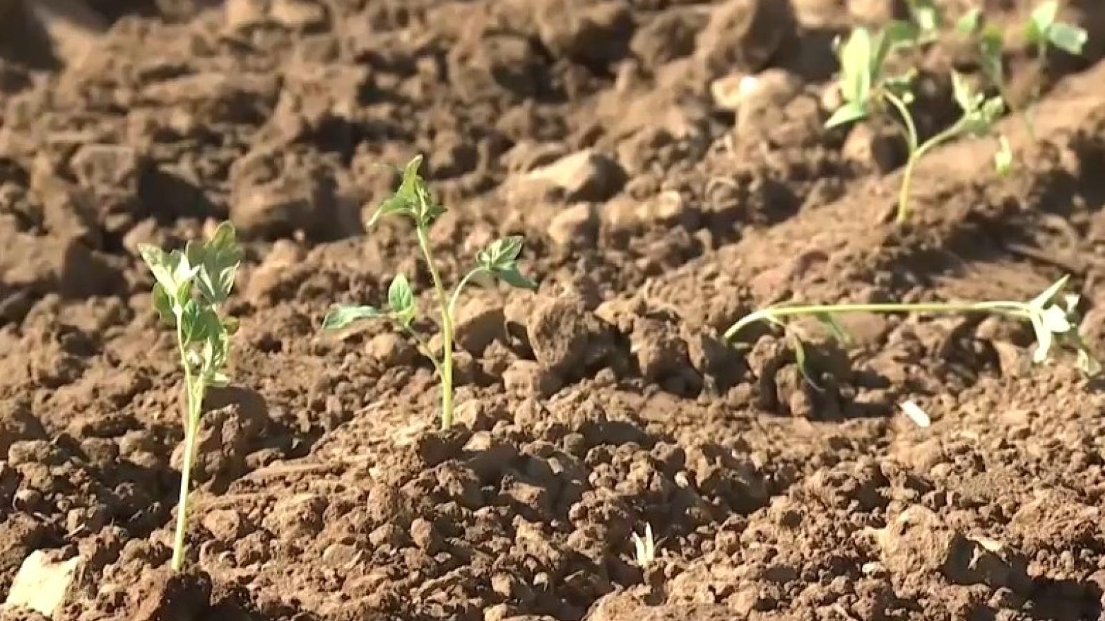 Brotes de tomate