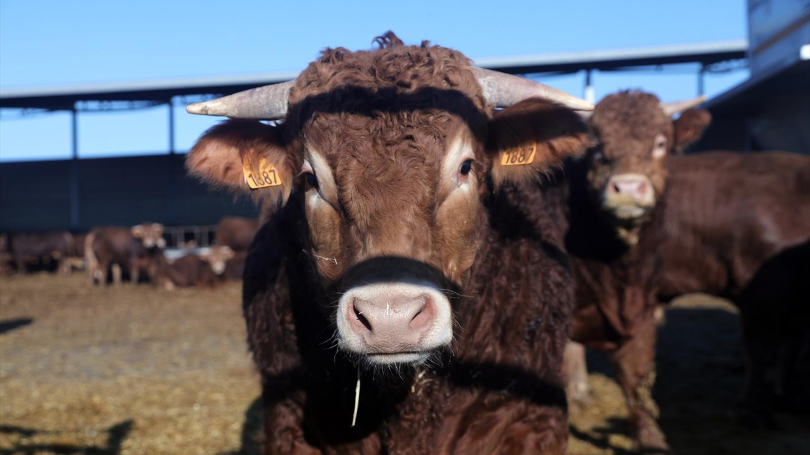 Una vaca en la explotación ganadera