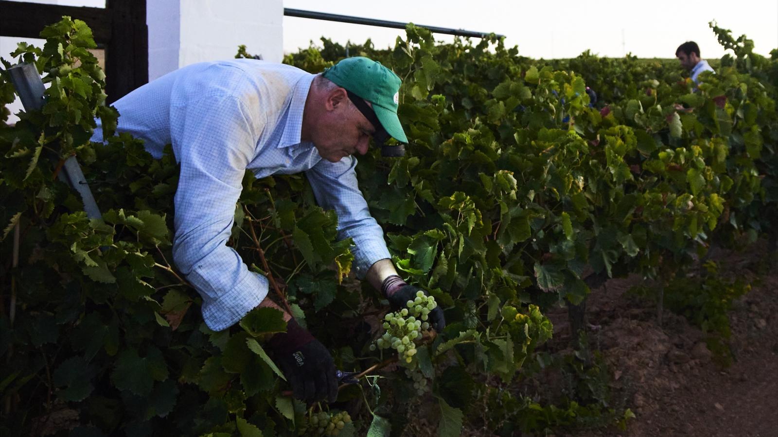 Un vendimiador recoge uvas para la temporada de vendimia 