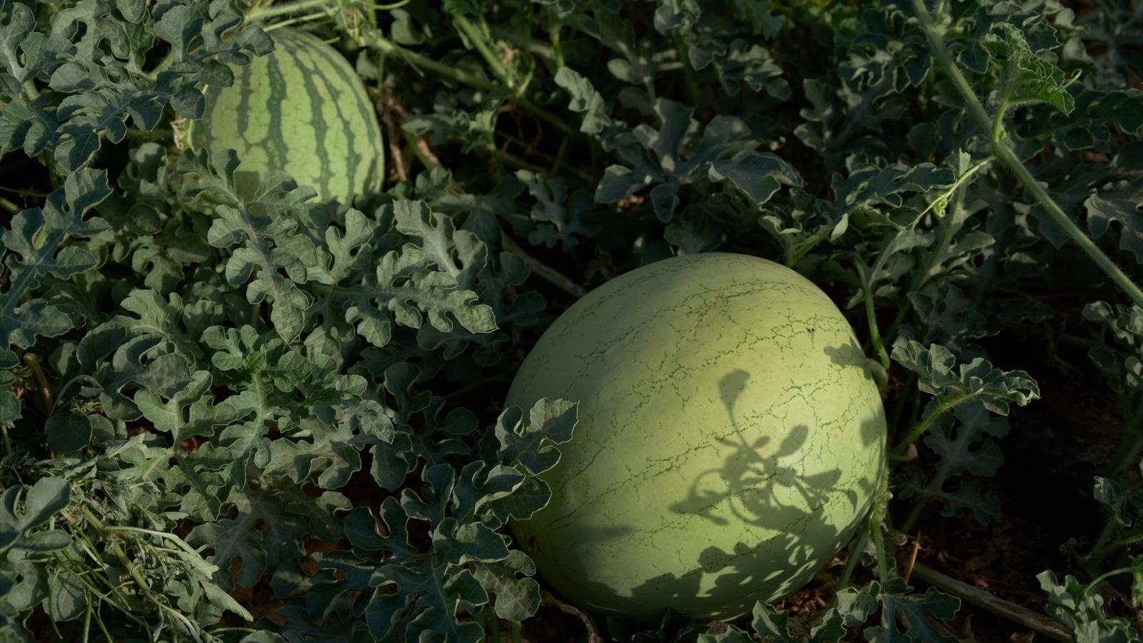El calor extremo daña la cosecha de melón y sandía en Extremadura