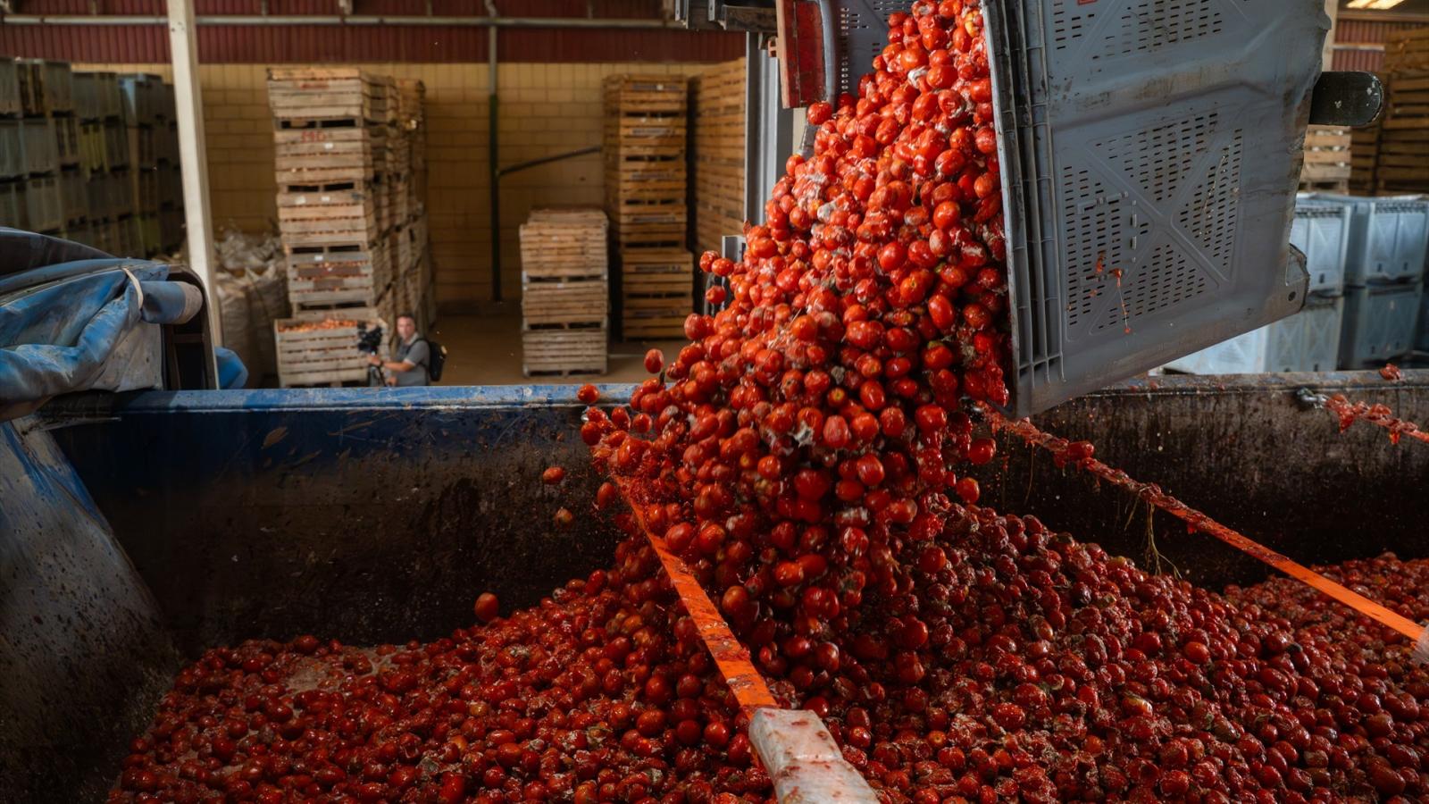 AGRICULTURA