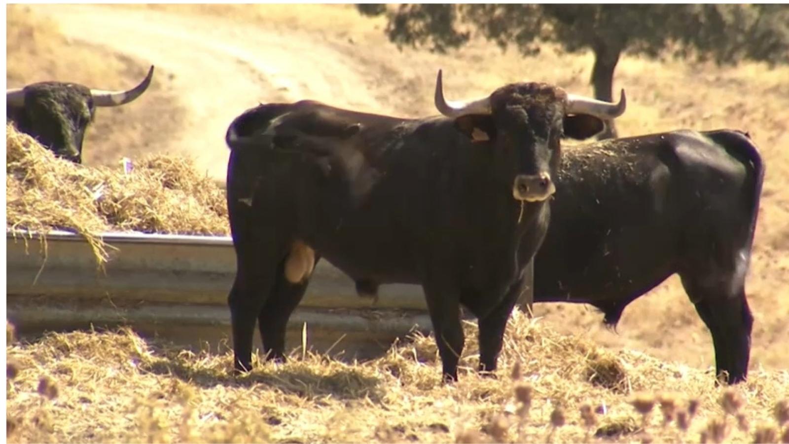 Toros. Finca " La Zarzuela" . Calzadilla