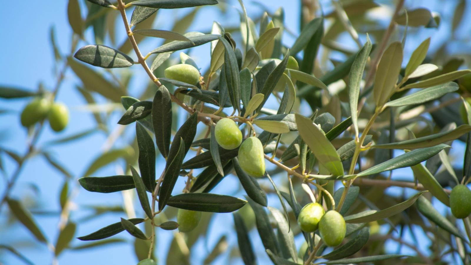 Olivar