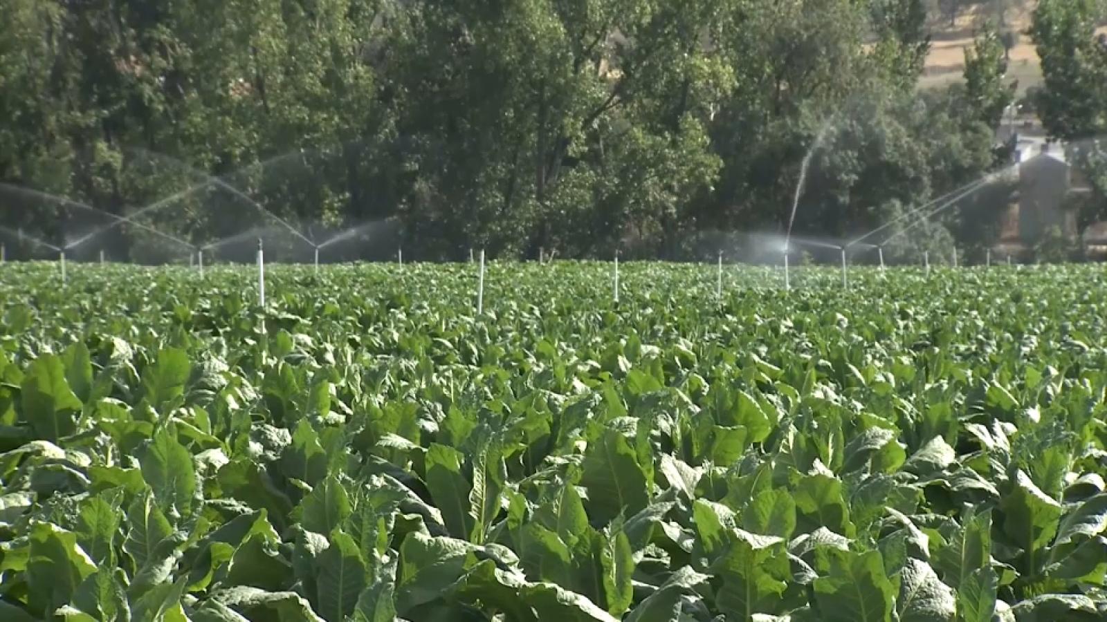 Cultivo de tabaco en Extremadura