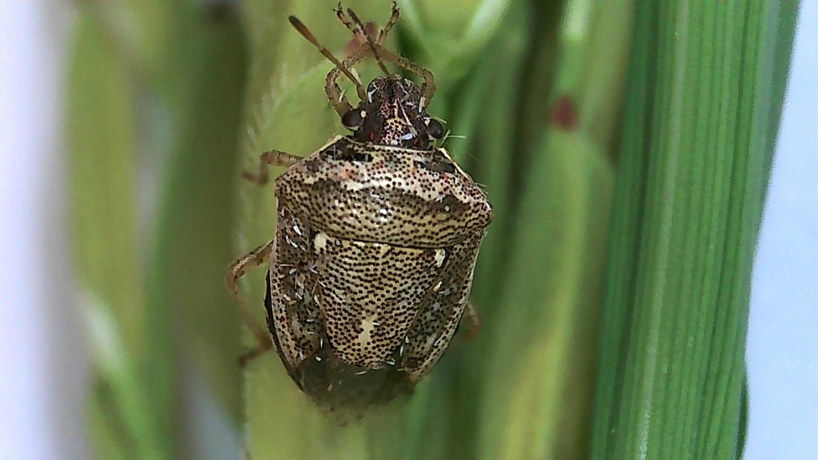 Extremadura inicia la campaña de tratamiento contra la pudenta del arroz en unas 20.000 hectáreas