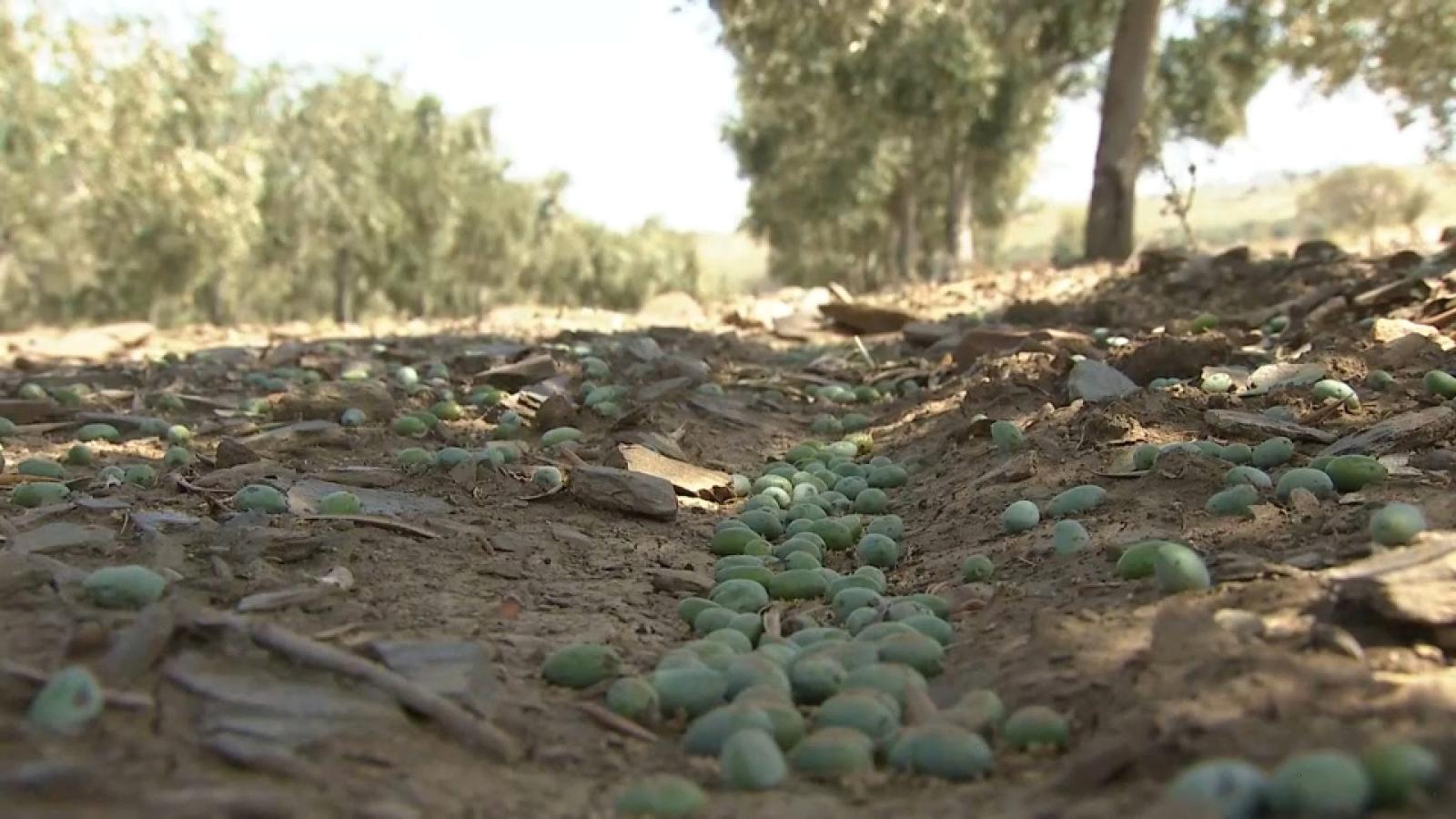 Daños en el campo extremeño por el granizo