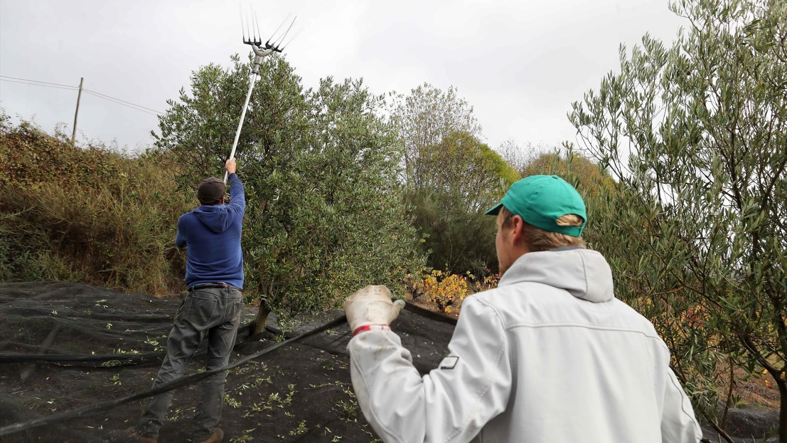 La Unión Extremadura denunciará los contratos de aceituna de mesa que no cubran los costes de producción