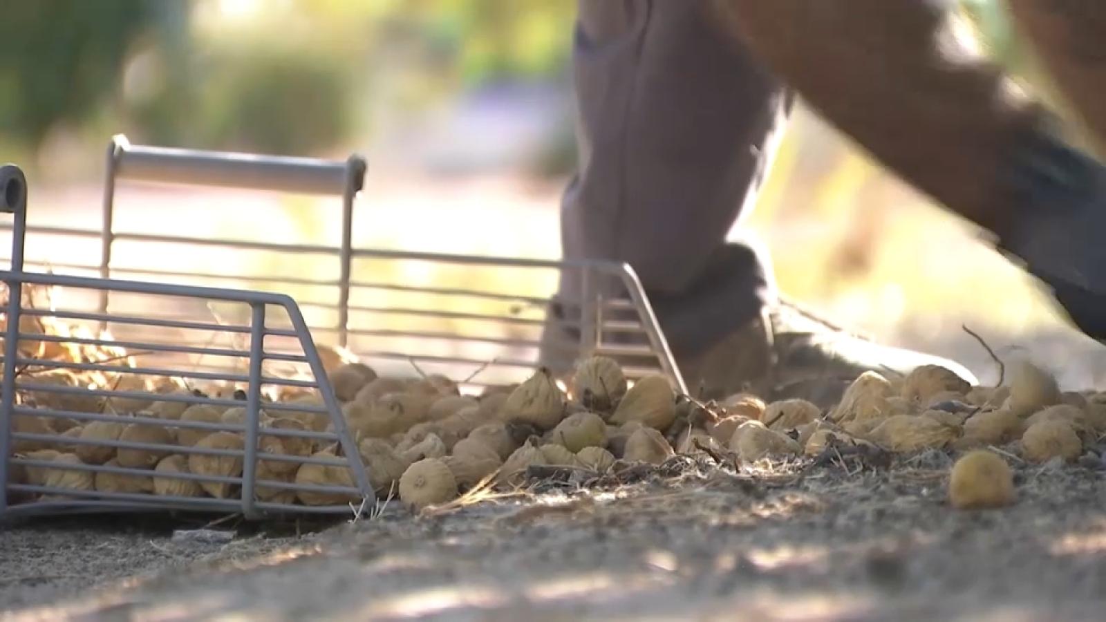 La campaña del higo arranca antes de tiempo en Almoharín por las altas temperaturas