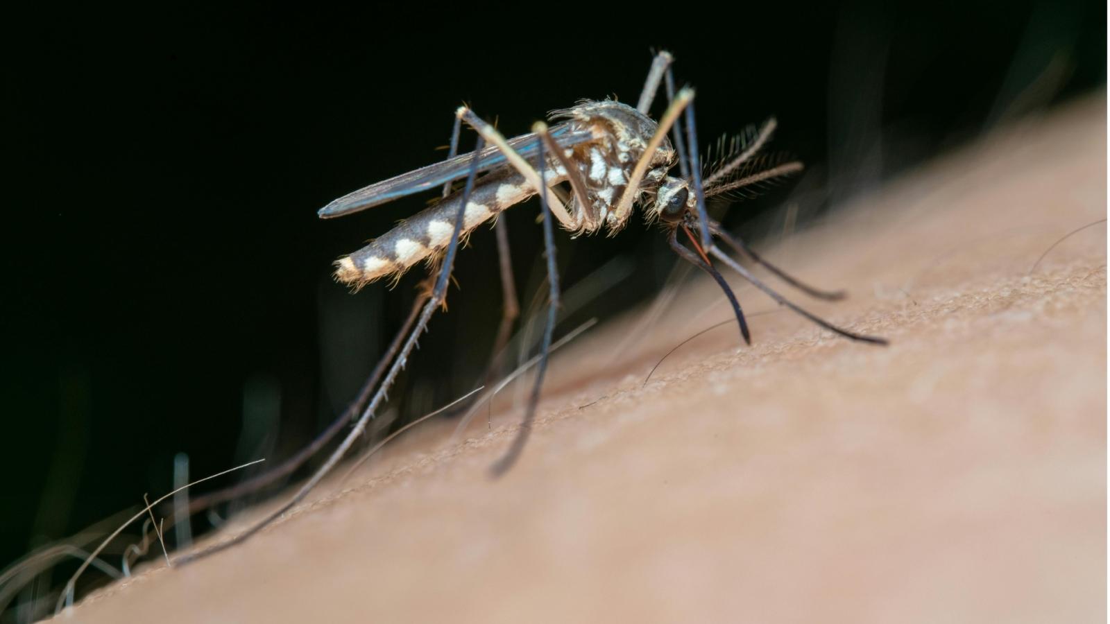 Mosquito tigre