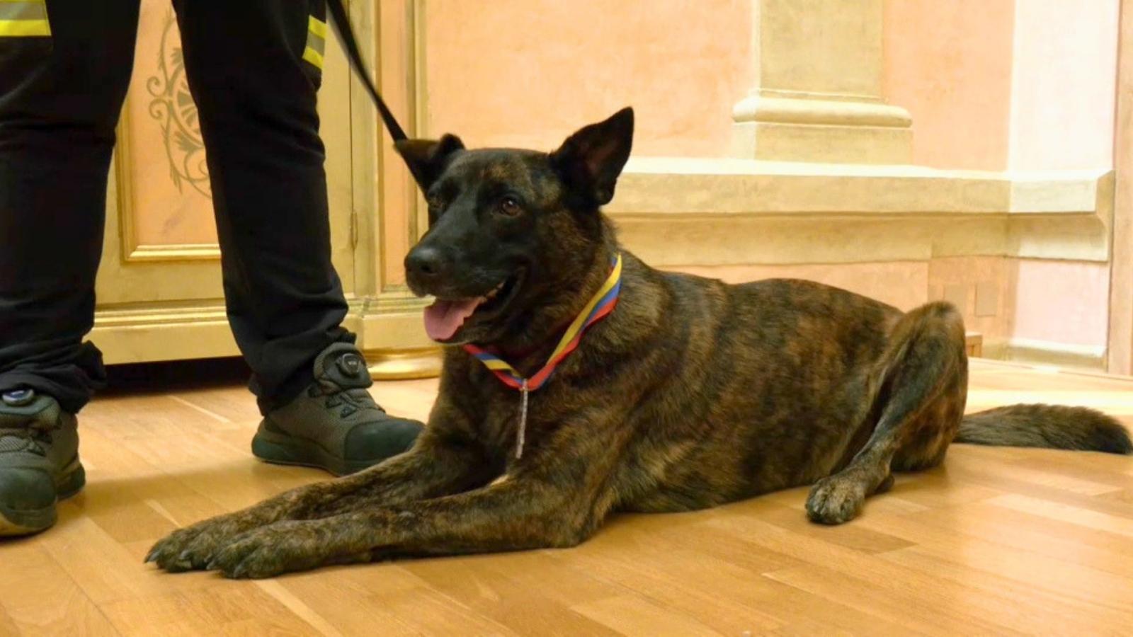 Luka, la perra rescatista de los bomberos de la Diputación de Badajoz