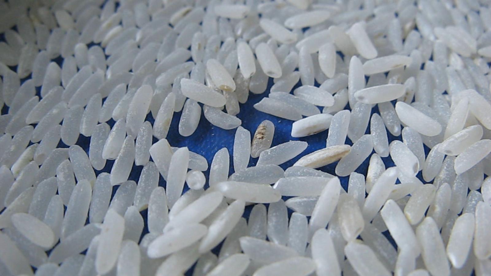 Consecuencias de la pudenta en el arroz