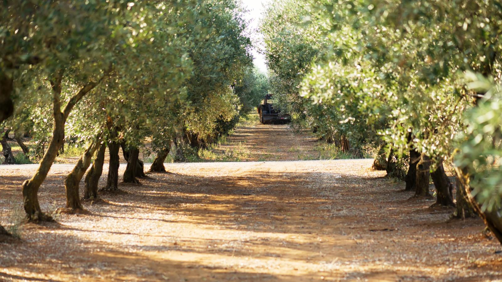 Olivar