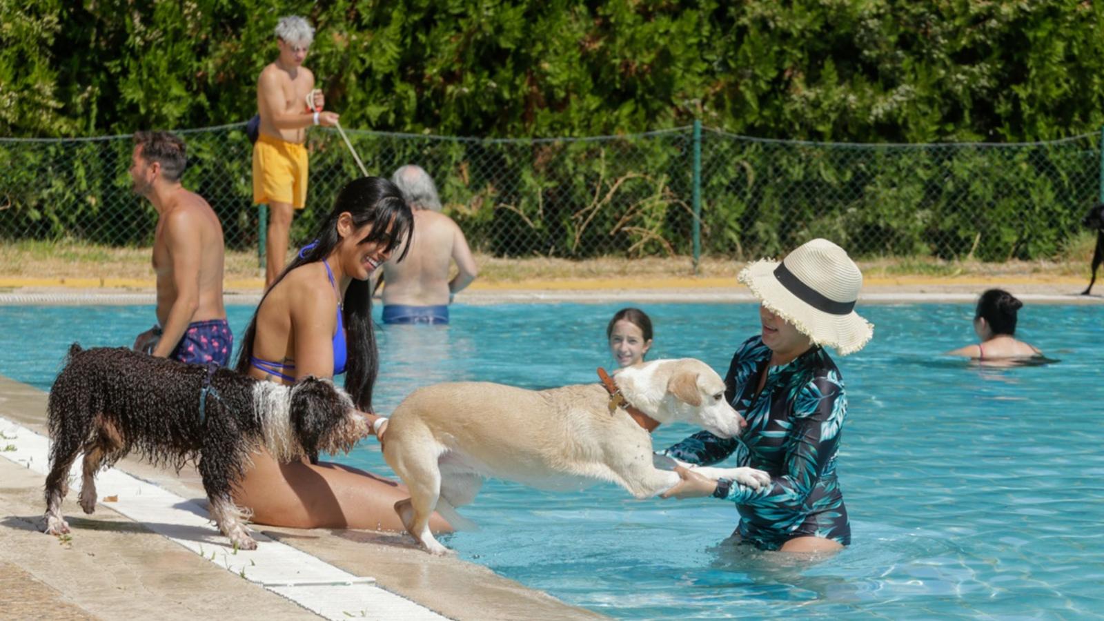 VIII edición de la actividad 'Patas al Agua' en Mérida