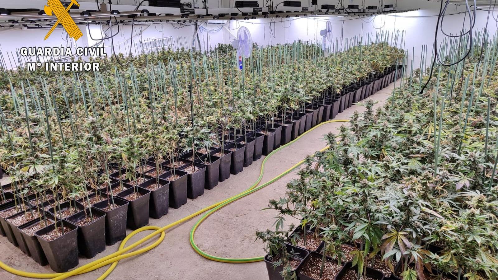 Detenidas tres personas en Valverde de Mérida tras hallar casi un millar de plantas de marihuana