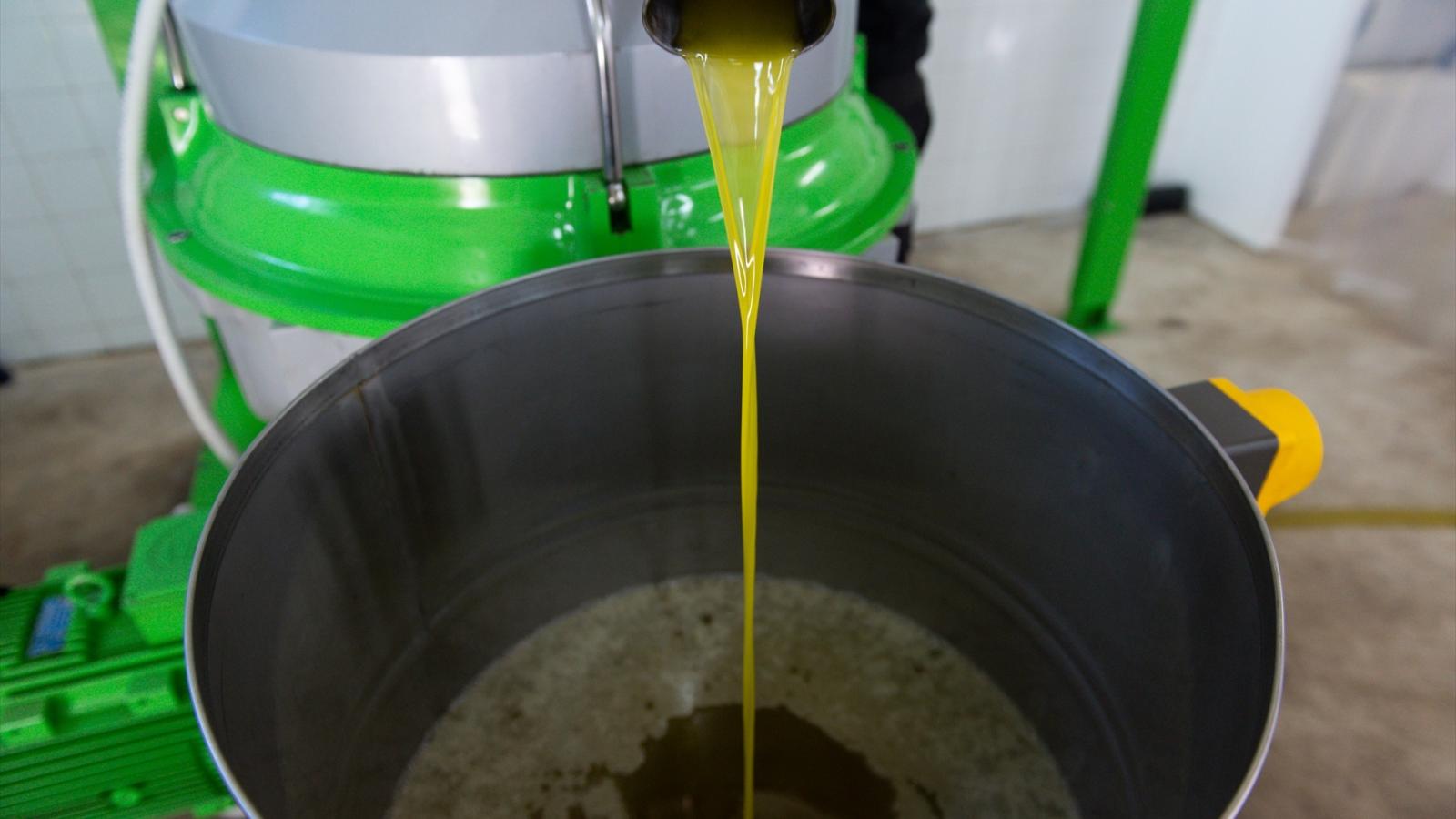 Extracción y filtrado en la “Almazara Tradicional”, en Gata (Cáceres)
