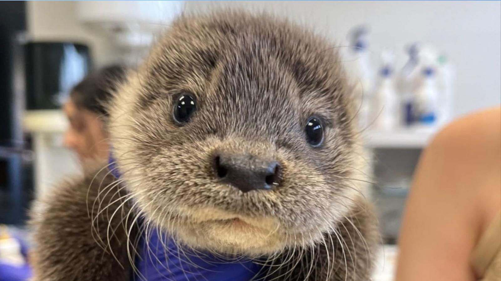Nutria encontrada en una garganta de La Vera