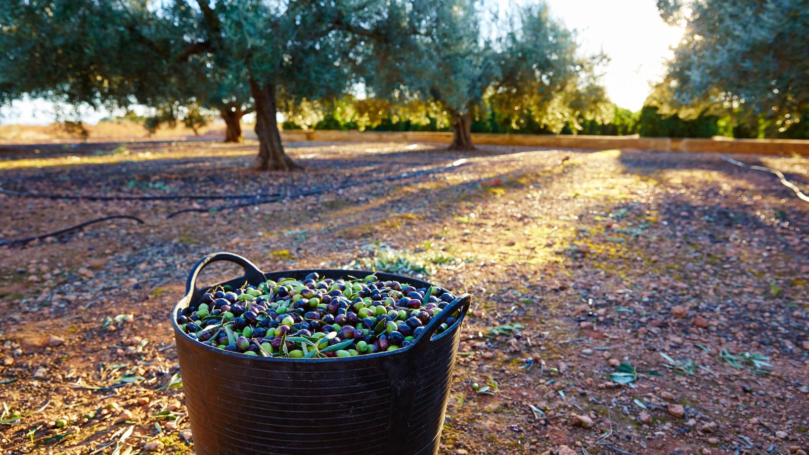 Cosecha de aceituna.