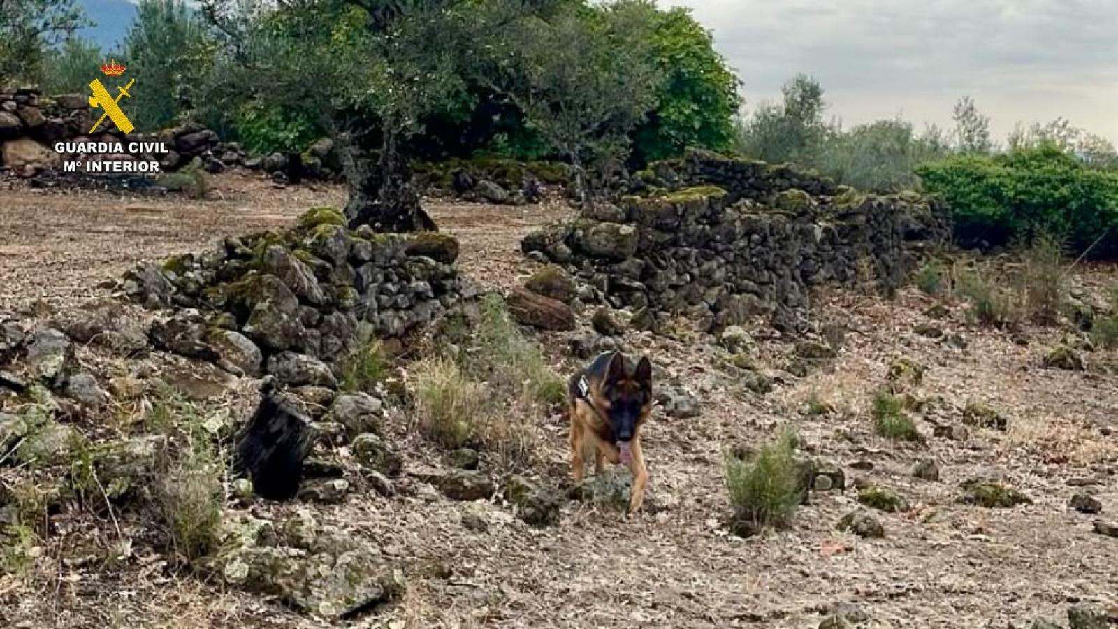 Equipo cinológico de la Guardia Civil busca a Salva
