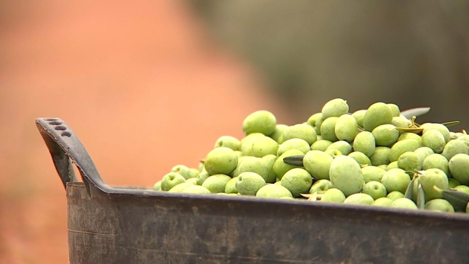 Aceituna