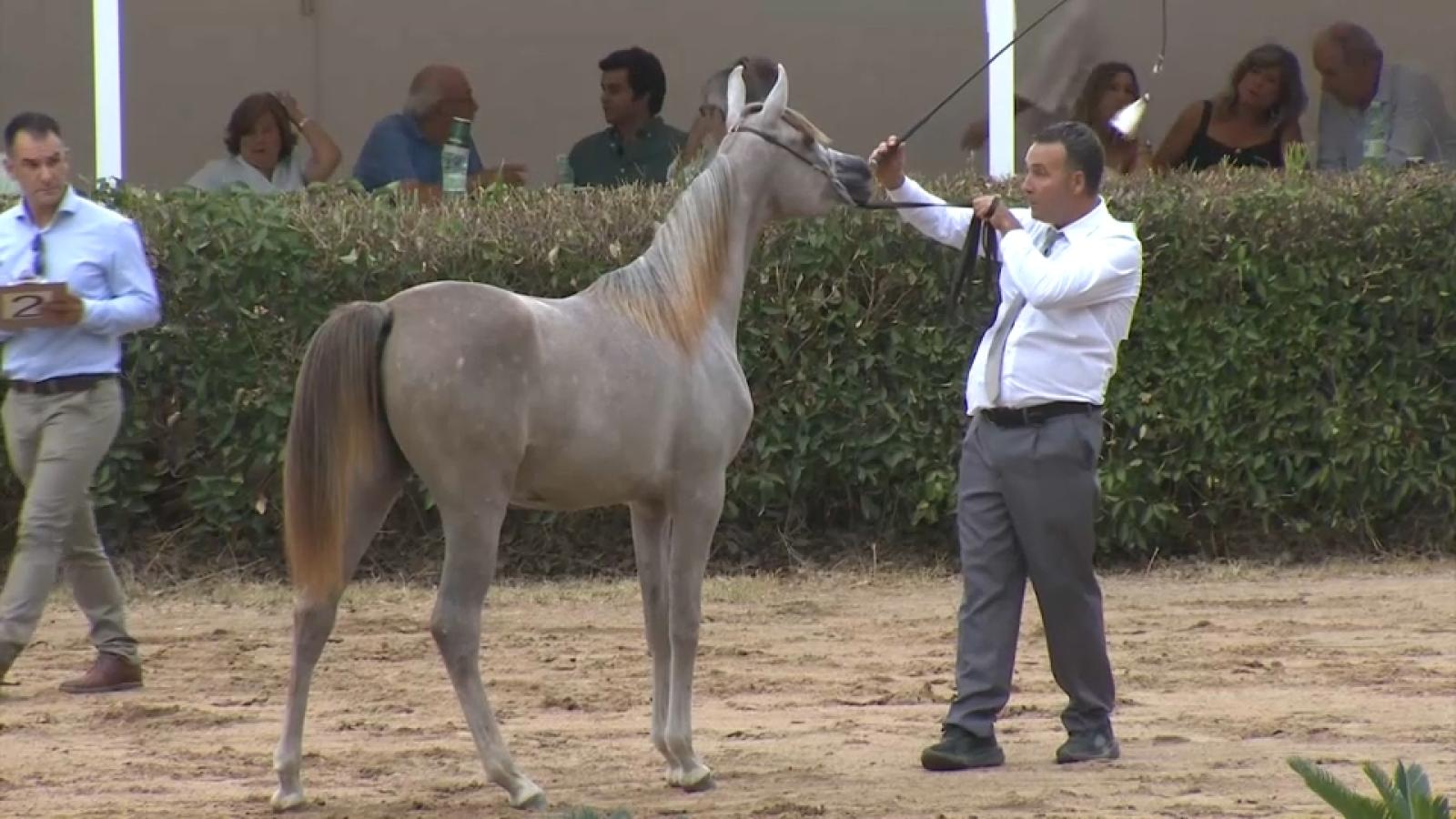 Campeonato “Ciudad de Zafra” de caballos Pura Raza Árabe