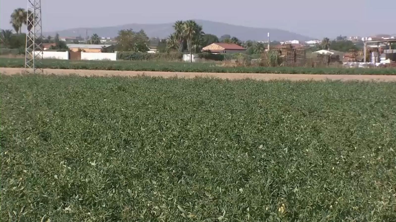 Campo extremeño en una imagen de archivo