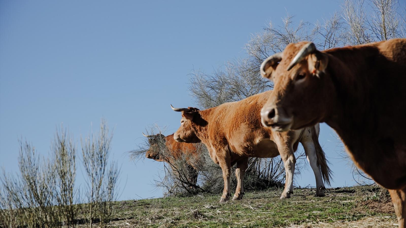La UE quiere facilitar el uso de residuos ganaderos tratados como fertilizante