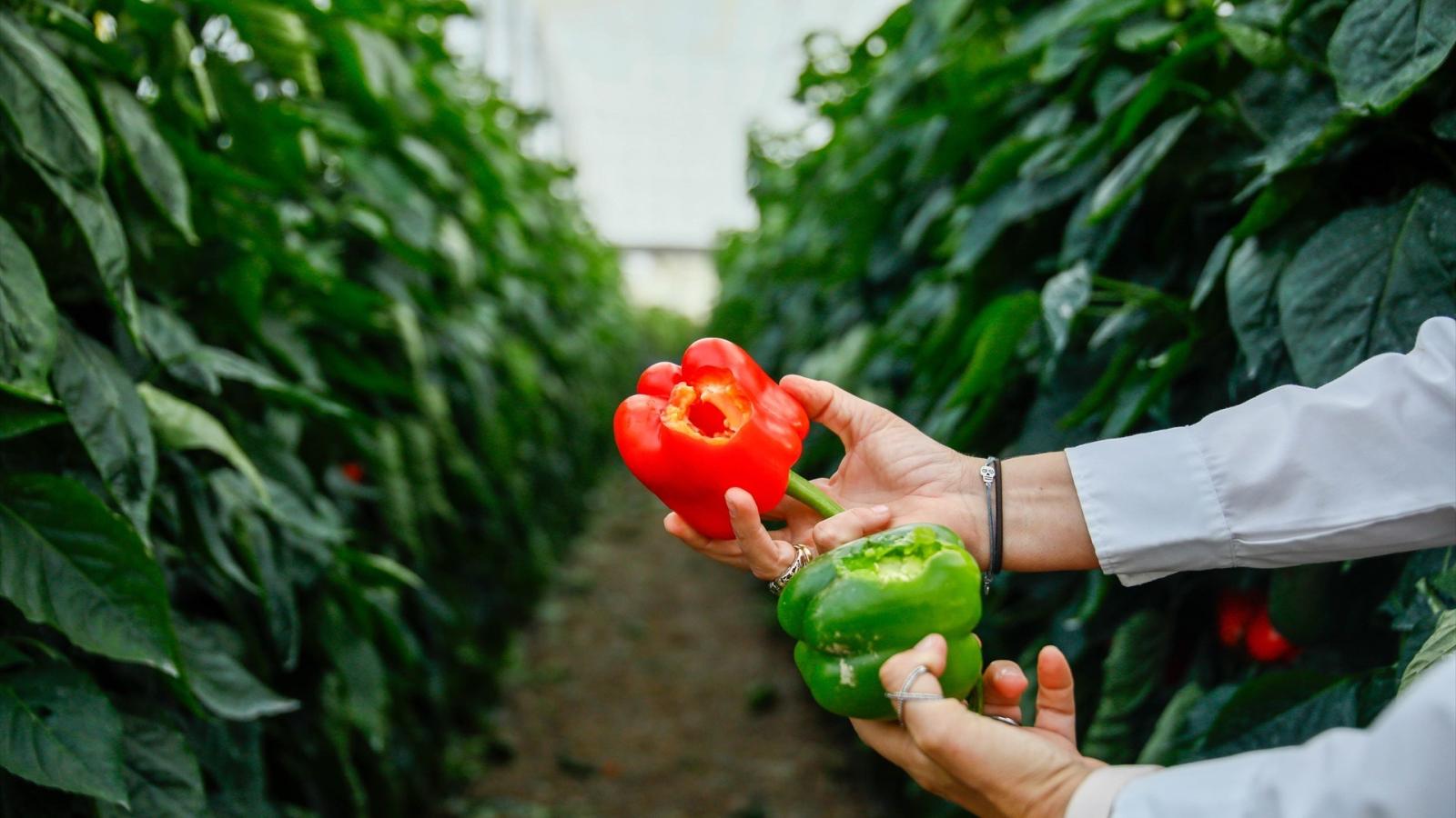 Parlamento y Consejo de la UE chocan sobre el alcance de la reforma de la OCM agraria