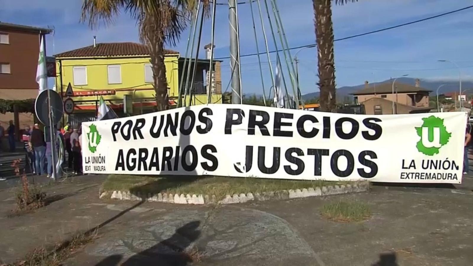 Los olivareros de la manzanilla cacereña paran por los bajos precios
