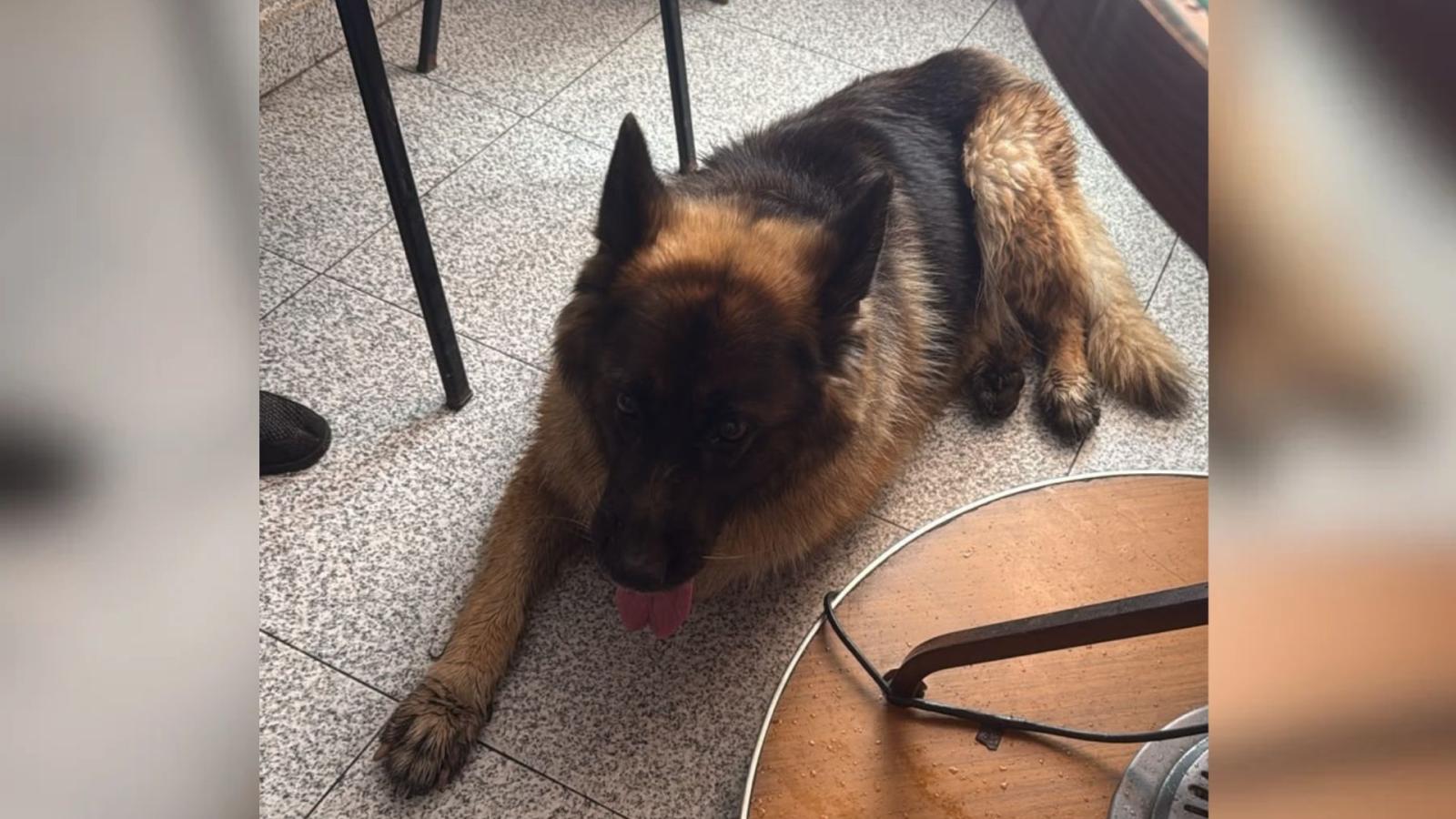 Tronky, la perra que había desaparecido, junto a un hombre, en Losar de la Vera