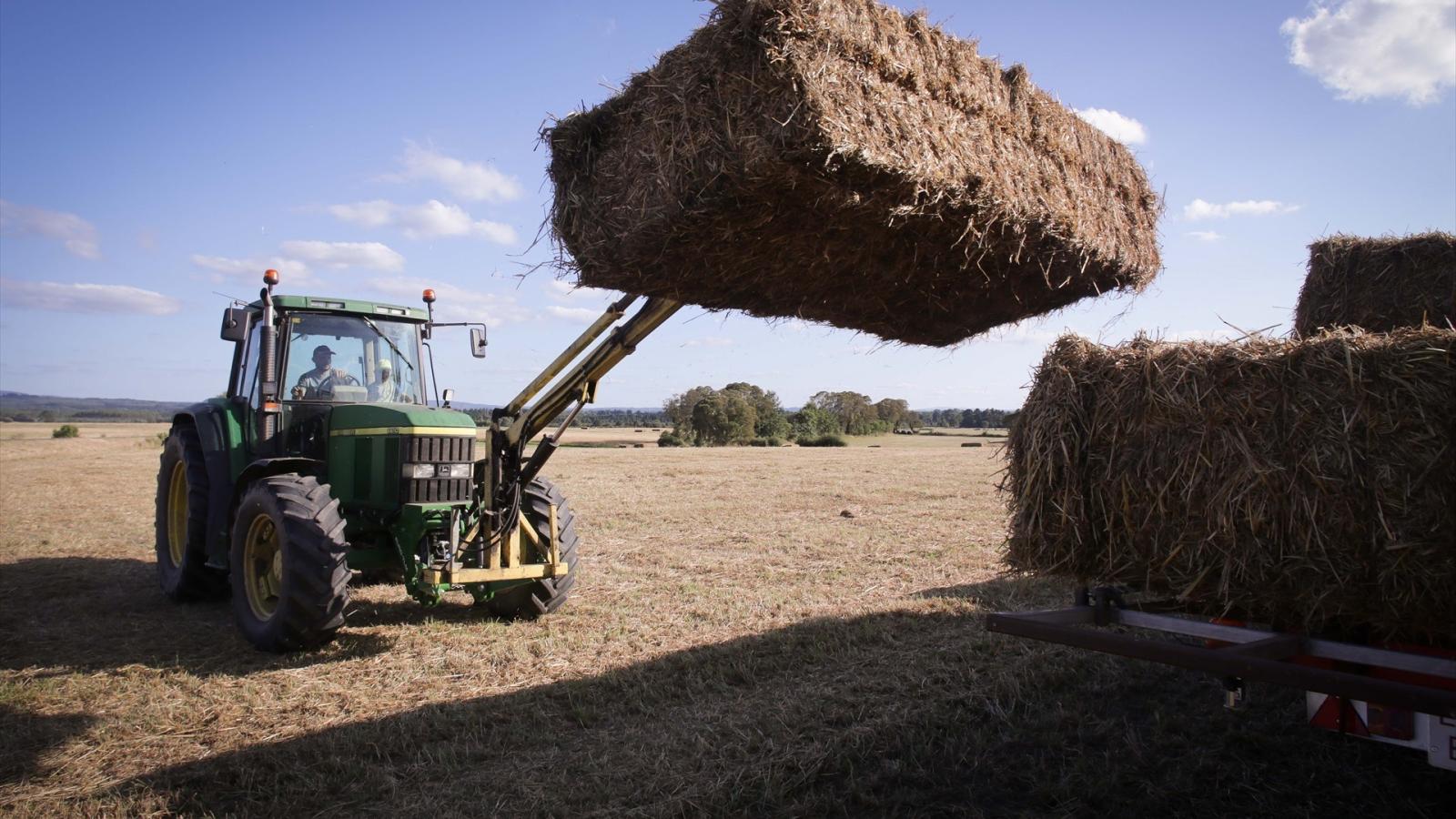 Un tractor durante la recogida de trigo 