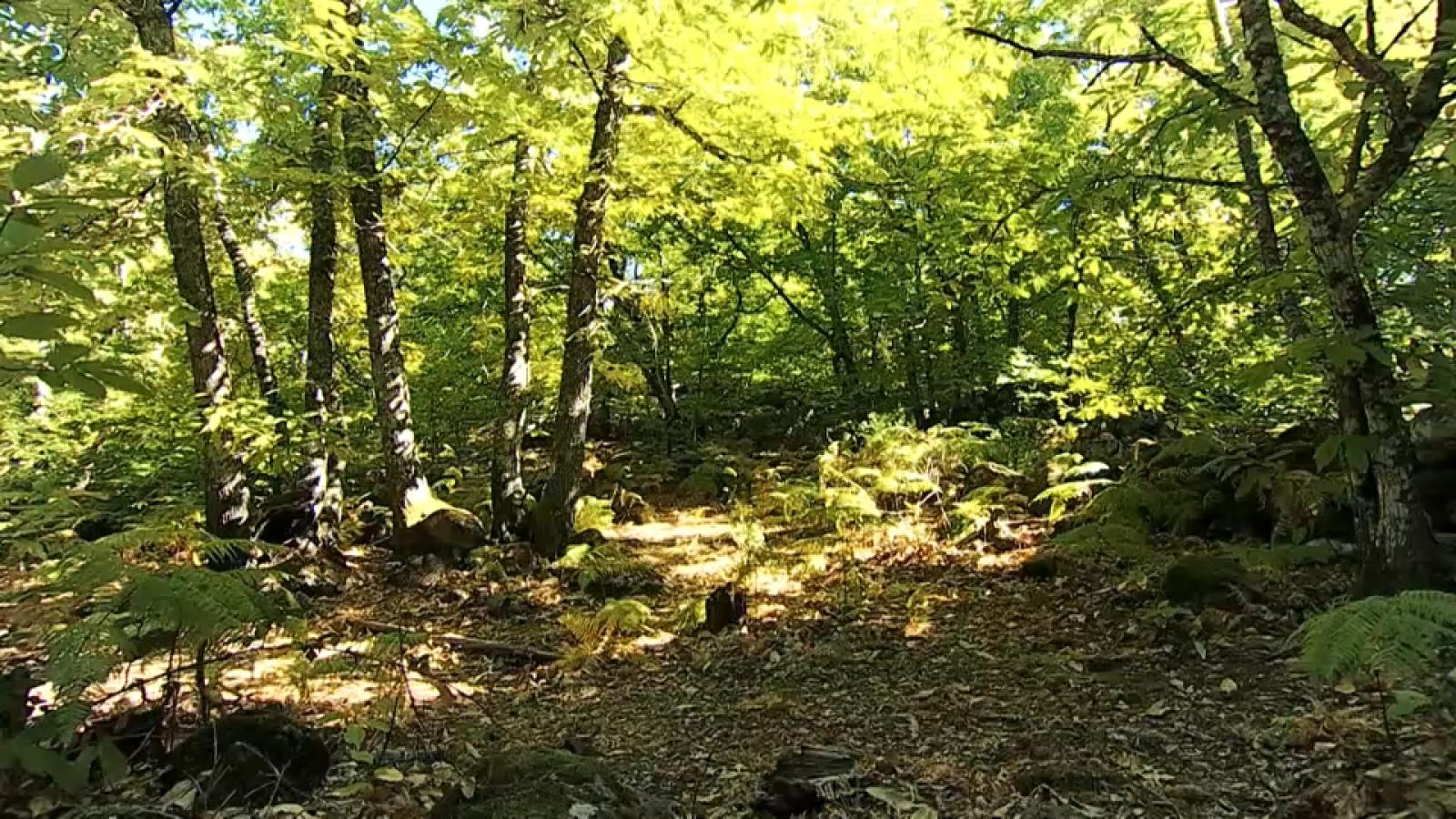 Bosque de castaños en el Valle del Ambroz