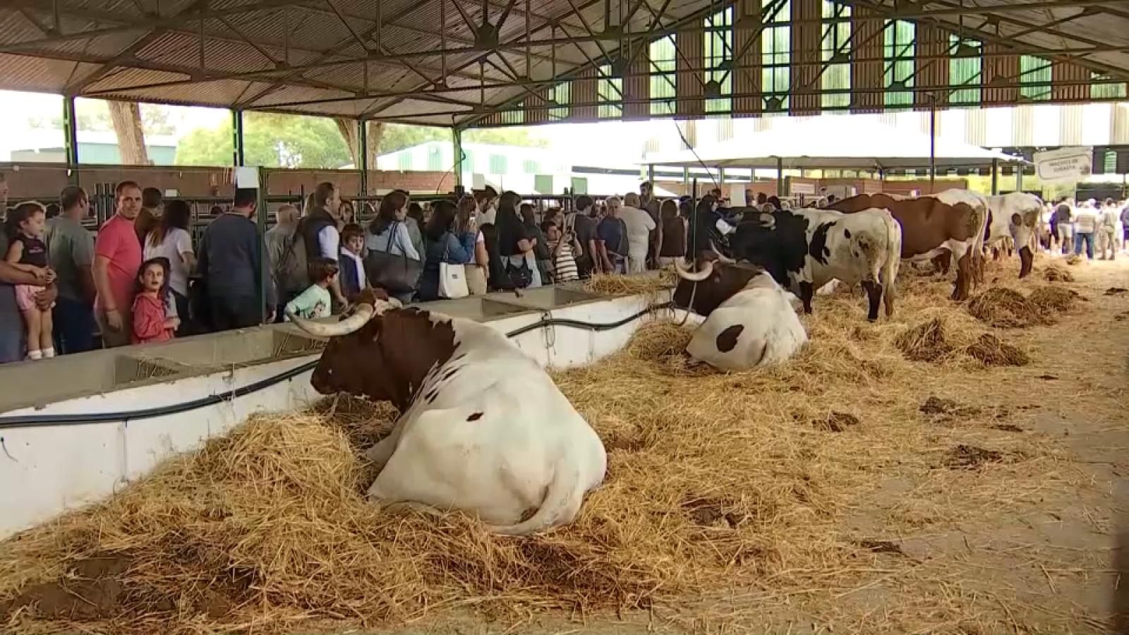Bueyes berrendos en la Feria Internacional Ganadera de Zafra