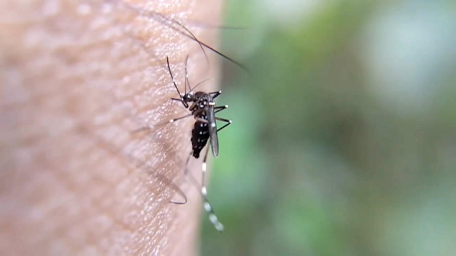 Mosquitos