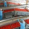 tomate