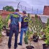 plantas marihuana