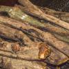 Ayahuasca