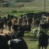 Trashumancia en Extremadura