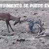 Alambradas de espino, la trampa mortal para la fauna y una amenaza para la biodiversidad