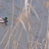 Pato a su paso por el río Guadiana en Badajoz