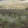 Cerezos en el Valle del Jerte
