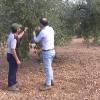 La Junta pide al Ministerio de Agricultura que amplíe el plazo de la Solicitud Única de la PAC hasta el 31 de mayo