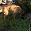 "Patrulla canina al rescate"