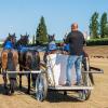 Ensayos de la carrera de cuadrigas en Mërida