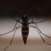Mosquito trasmisor del virus del Nilo
