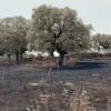 El Infoex interviene en 41 incendios forestales durante la última semana, que arrasan más de 3.000 hectáreas