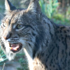 Extremadura cuenta con 254 ejemplares de lince ibérico identificados, más de la mitad en el valle del río Matachel